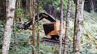 FELLER BUNCHING, SHOVEL LOGGING, & PROCESSING- Blue Line Land Works