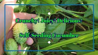 West Indian Gherkin - Best Self Seeding Cucumber #subtropical #cucumber #growingfood