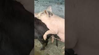 National pig breeding