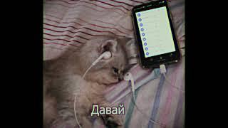 meowmeow - Ну давай посидим в Дискорде