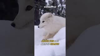 This Fox can Change Color | Arctic Fox .