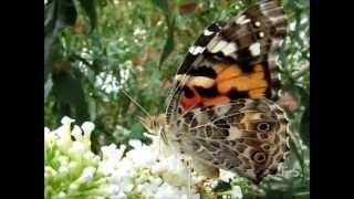 Butterflies and Bumblebees Touching My Camera's Lens