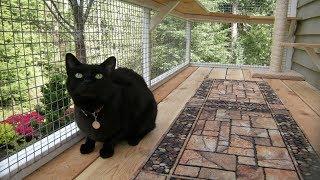 Catio Life: WILDLIFE WATCHER CATIO by Catio Spaces