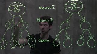 Genetics: Nondisjunction & Meiosis