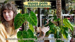 moss pole maintenance ️ my climbing plants are sizing up!