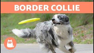 The BORDER COLLIE Dog Breed  (Origin, Characteristics, Character and Care)