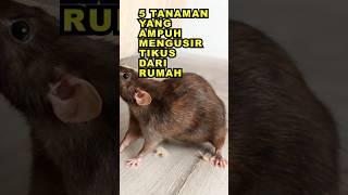 5 Tanaman Yang Ampuh Mengusir Tikus Dari Rumah #ekoazis