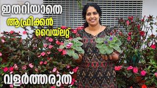 ആഫ്രിക്കൻ വയലറ്റിനെ ശ്രെദ്ധിക്കണം |How to care african violet plants