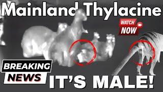 Part 3 |  MALE Mainland Thylacine | NOT EXTINCT | Tasmanian Tiger |