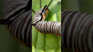 Brown stripped caterpillar on a green leaf.