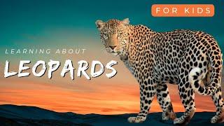 Learning About Leopards | Little Lab | Kids Educational Video