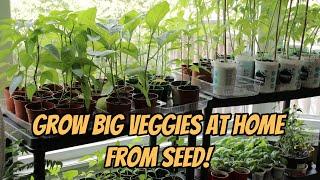 Planting vegetables at home for beginners | Zone 5B
