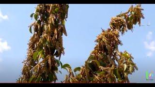 Fighting a desert locust swarms in southern Tigrai of Ethiopia- 2020