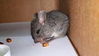 Cute wild mouse eating popcorn