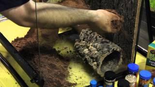 How to Create Amazing Terrariums using Zoo Med Excavator Clay Burrowing Substrate | Big Al's
