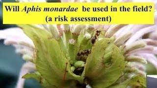 Specificity and the Process of Biological Control Using Aphid Parasitoids