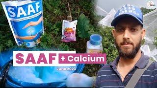 SAAF Fungicide + Calcium application | COK | June 2023