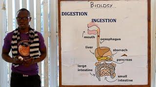 20. PART 1 The Digestive System Biology Form 1