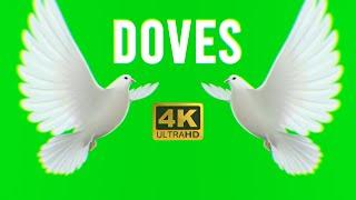 Green Screen Doves birds Flying Effects 4K No Copyright Free Download | Chroma Key Dove Pigeon 4K