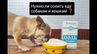 НУЖНО ЛИ СОЛИТЬ ЕДУ СОБАКАМ И КОШКАМ?