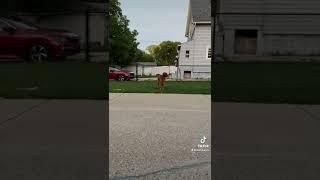 Golden retriever confused by helicopter… he’s a bird dog #shorts