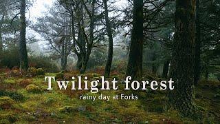 Rainy day in Forks forest • Twilight ambience • Reading and studying music 