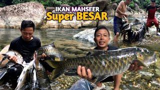 Super babon,.besi panah bengkok ganasnya hentakan mahseer super babon..