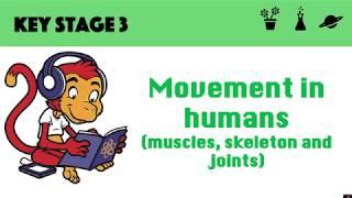 Movement in humans skeleton, muscle, joints