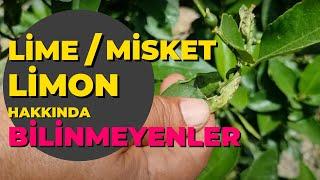 Misket Limon Yetiştiriciliği  Limon |   #tropikaltopraktv #limelimon #misketlimon Dündar yıldız