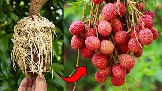 You Won't Believe How Easy It Is to Grow Guava and Lychee Trees! #live #gardening