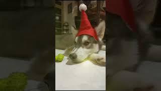 Merry Christmas from Berlin the husky.. #christmas #huskydog #huskylovers #berlin #husky #shorts