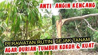 TERBUKTI‼️ PEMANGKASAN / PRUNING RUTIN DURIAN SEJAK TANAM POHON KUAT & KOKOH DARI ANGIN KENCANG