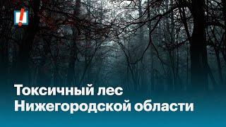 Токсичный лес Нижегородской области: как чиновники нас травят