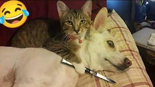 Best Funniest Animals Videos  Cute And Funny Cats And Dogs Videos.