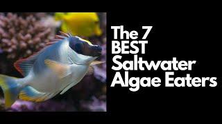 The 7 Best Saltwater Algae Eaters 