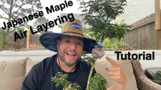 Air layering Japanese Maple Tutorial For Beginners.