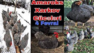 Amaroks və Xarkov Cücə satışı