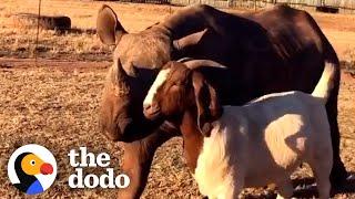 Tiny Rhino Jumps For Joy When She Meets Her First Friend | The Dodo Odd Couples