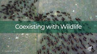 Coexisting with Wildlife