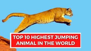 10 TOP HIGHEST JUMPING ANIMAL IN THE WORLD