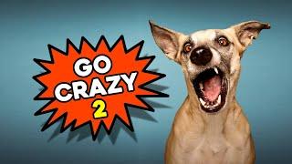 Sounds Dogs React To - Prank Your Dog Go Crazy