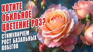 ХОТИТЕ ОБИЛЬНОЕ ЦВЕТЕНИЕ РОЗ? СТИМУЛИРУЕМ РОСТ БАЗАЛЬНЫХ ПОБЕГОВ.