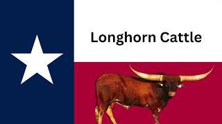 Texas History | Texas Longhorn Cattle