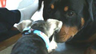 Rottweiler Chases 8 wk Old Mini Schnauzer Puppy