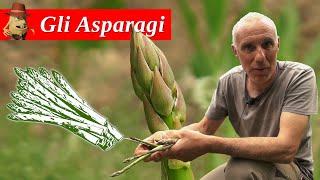 Come coltivare gli ASPARAGI nell'orto