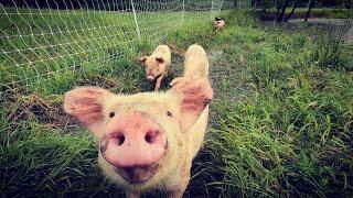 The Thing We Hate Most About Homesteading/Farming | Pig Update!