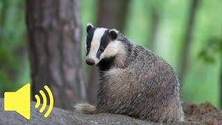 What does a Badger sound like? - Animal Sounds