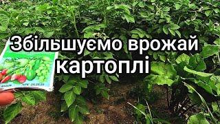 Не упустіть можливість щоб добре вродила Картопля