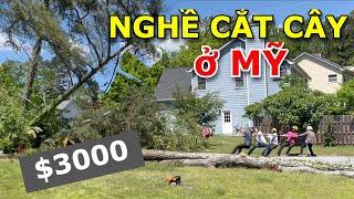 KIẾM $3000 CHO 3 HRS BẰNG NGHỀ CẮT CÂY Ở MỸ - CẮT & NGHIỀN CÂY TẠI CHỖ