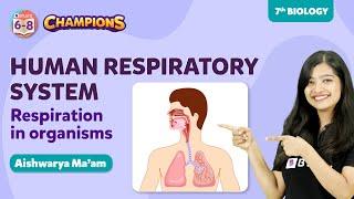 Human Respiratory System - Respiration in Organisms Class 7 Science Concept | BYJU'S - Class 7